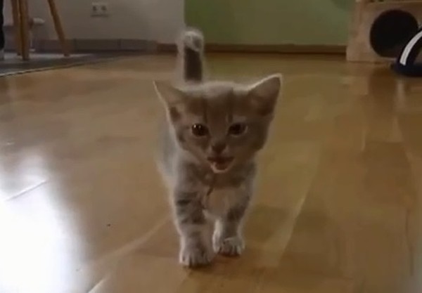 Google elege vídeo com gato fofo o mais engraçado do