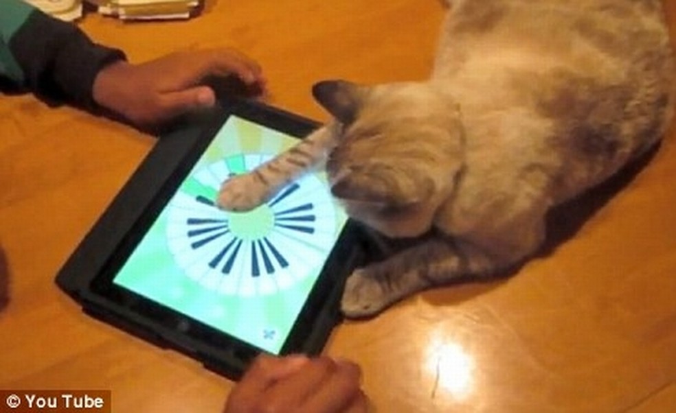 Gatinho super animado ao brincar com tablet viraliza na web