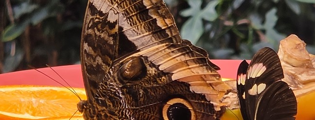  Ana Letícia Loubak/TechTudo