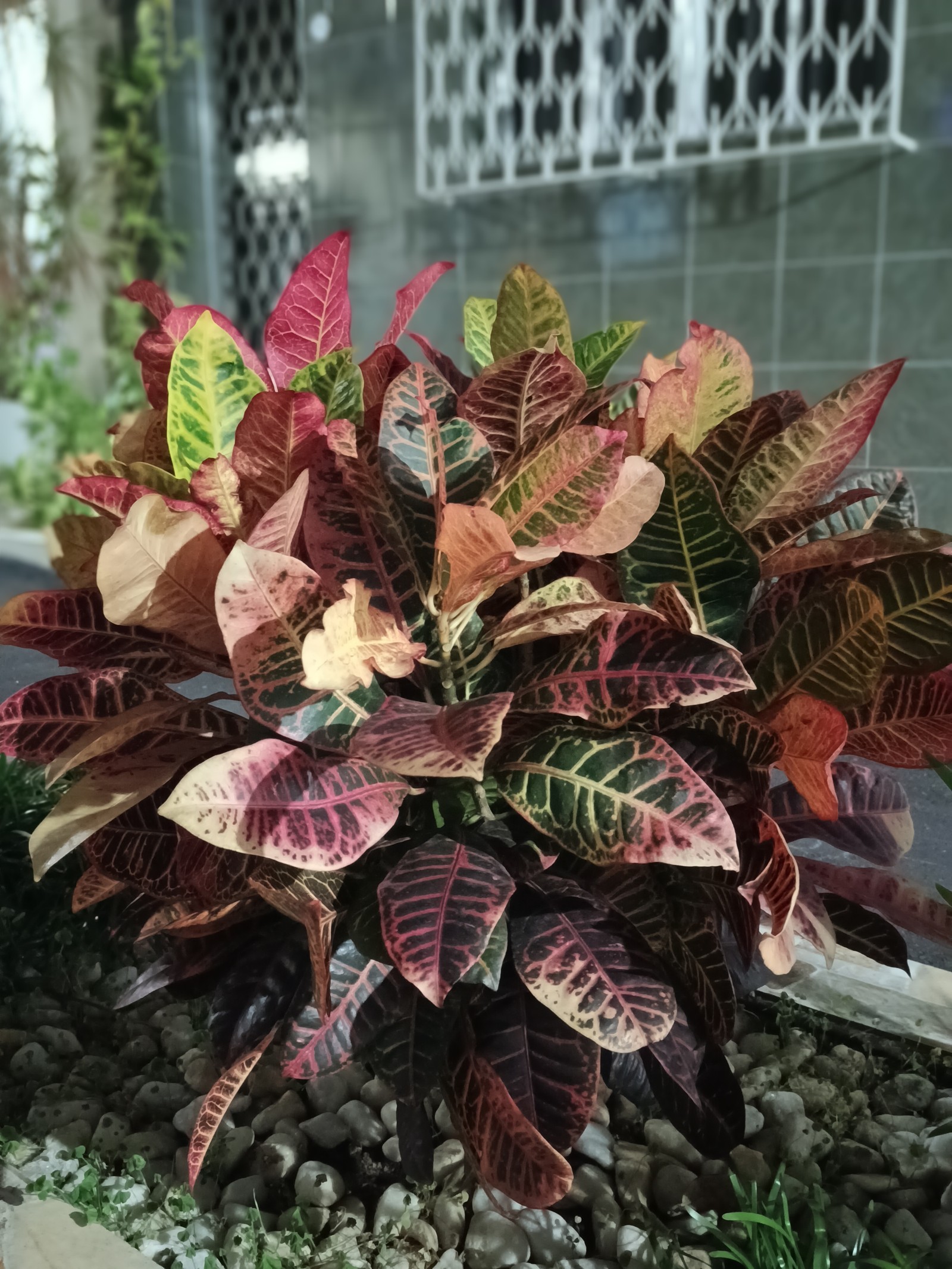  Amanda Zola/TechTudo