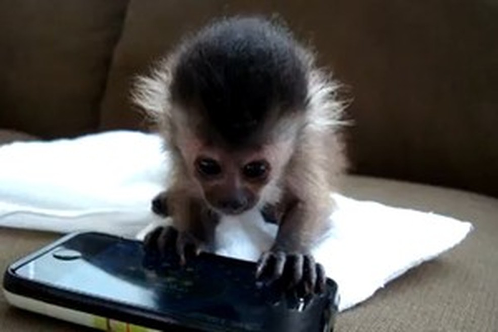 Google O jogos que vc controla um macaco (sI Todas I Imagens Vídeos  Noticias Mar de