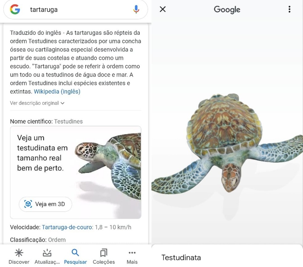 Google permite ver animais em 3D com realidade aumentada - Go Outside