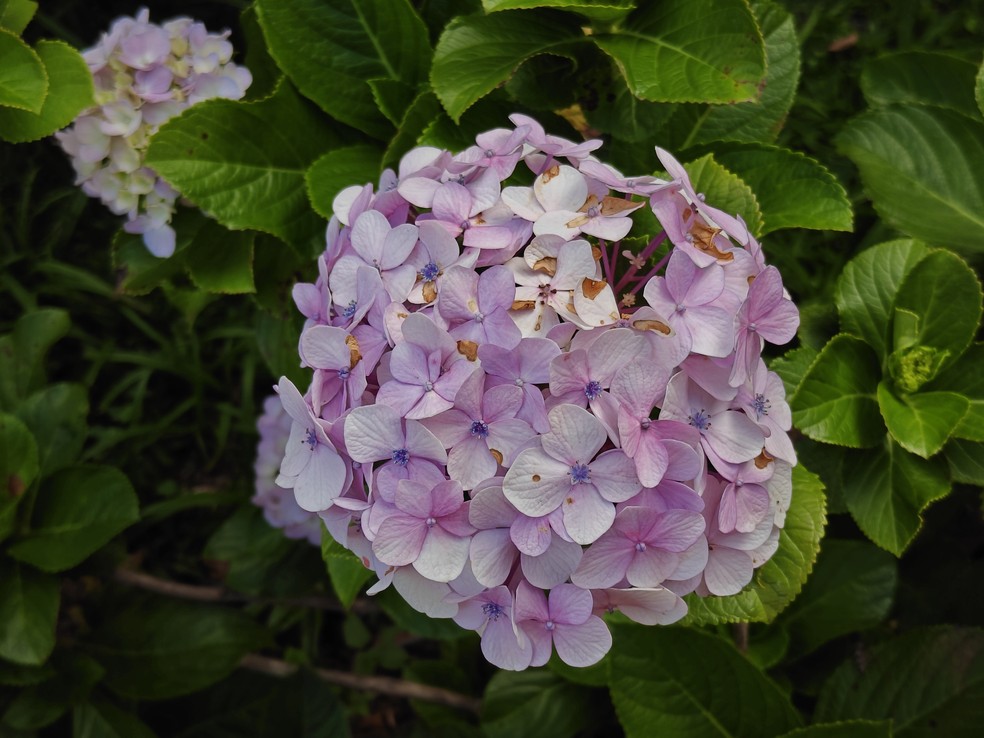  Ana Letícia Loubak/TechTudo