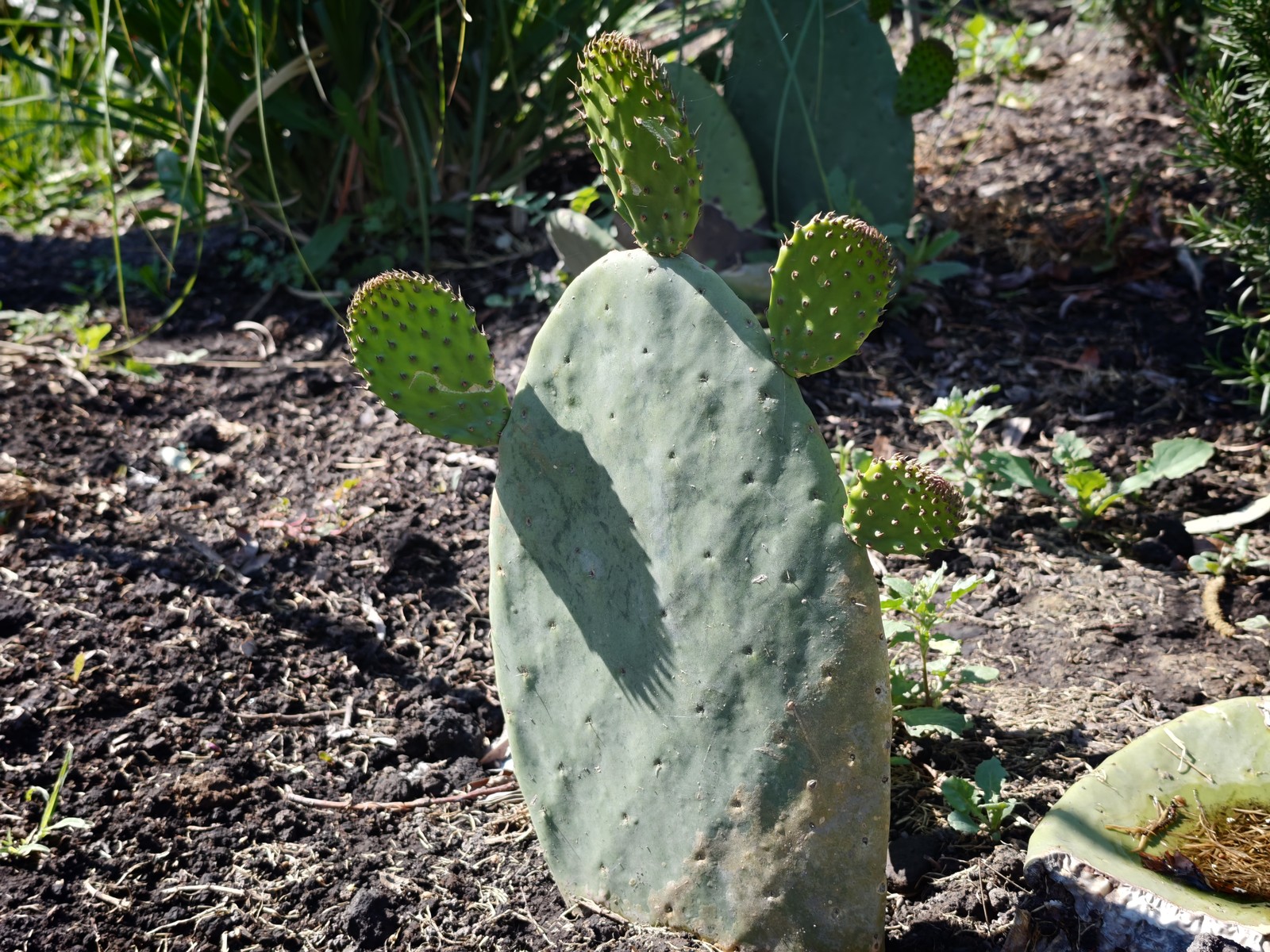 Foto tirada durante o dia com o Xiaomi 17 Ultra