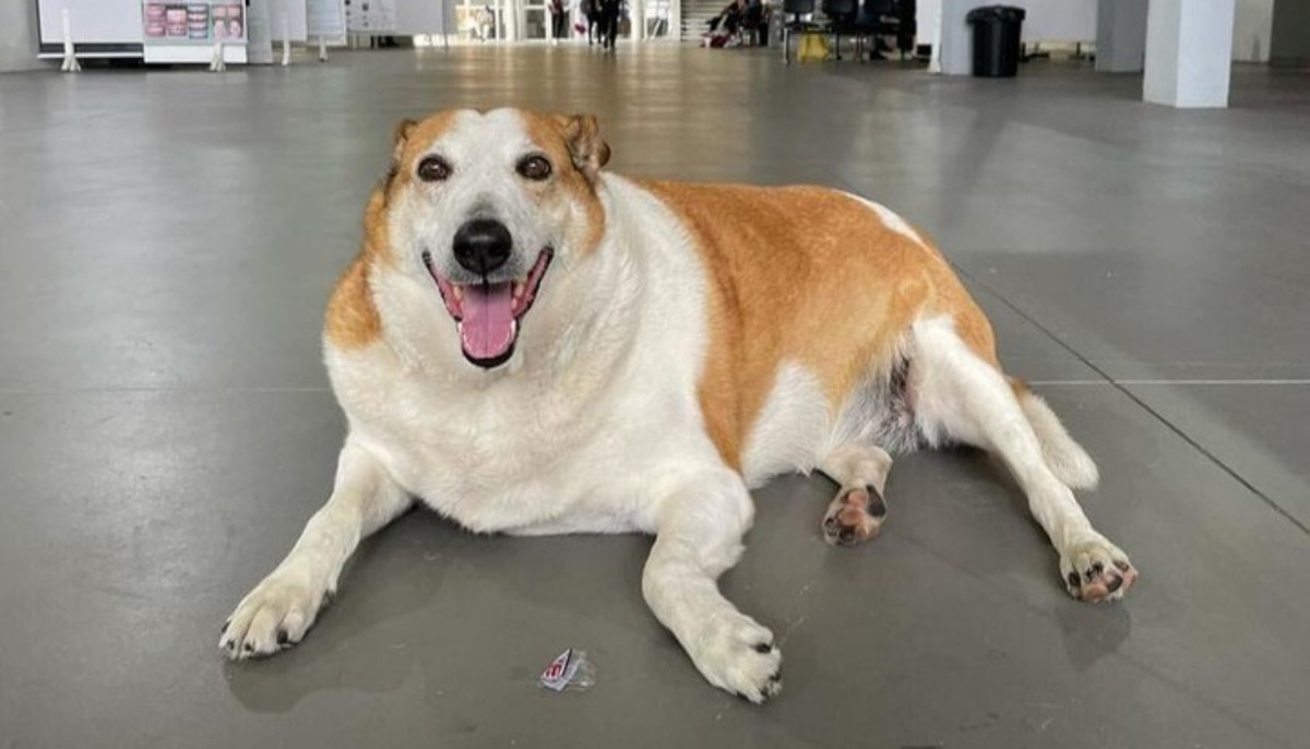 Cachorro Silveira: conheça o pet Pró-reitor da UFMS que viralizou nas redes