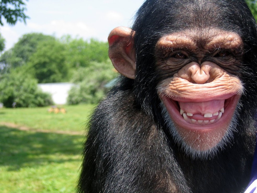 Macacos virtuais reproduzem obras de Shakespeare. Será? (Foto: Divulgação) — Foto: TechTudo