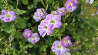  Ana Letícia Loubak/TechTudo
