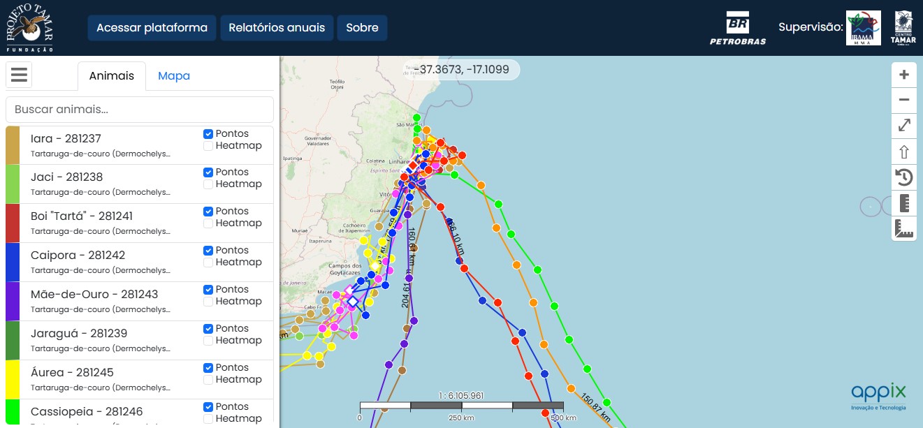 Projeto Tamar rastreia tartarugas por satélite; descubra como acompanhar