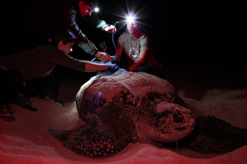  Reprodução/Projeto Tamar