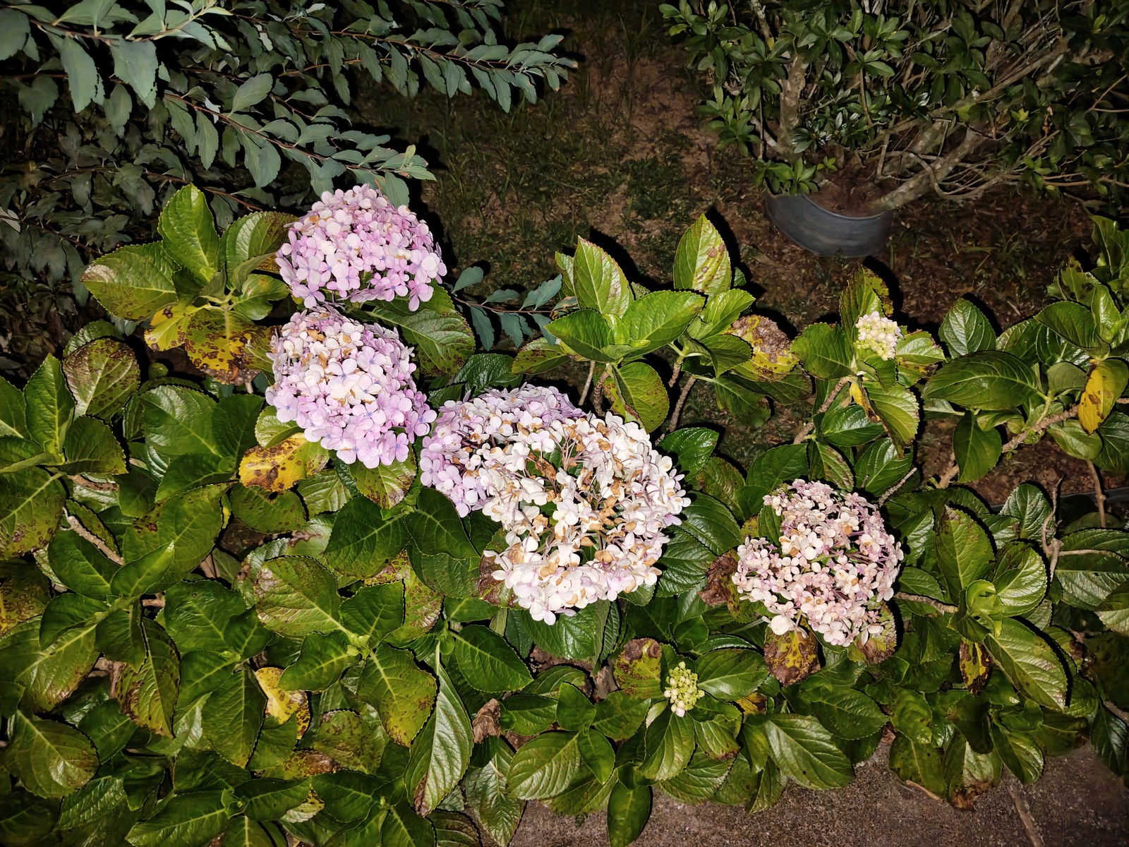  Ana Letícia Loubak/TechTudo