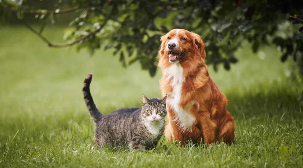 Some parasitic diseases that can be contracted when raising pets