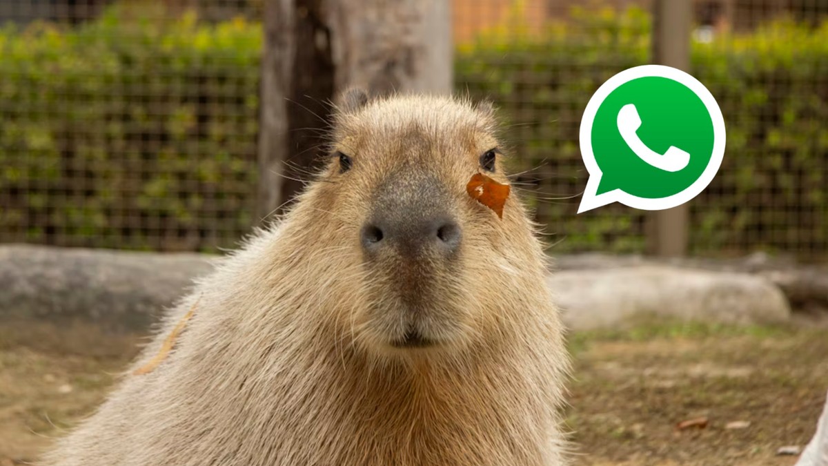 'Modo Capivara' do WhatsApp é seguro? Veja como funciona e os riscos