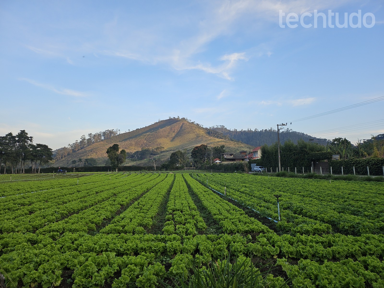 Foto de plantação de alface tirada com Galaxy Z Flip 5 — Foto: Ana Letícia Loubak/TechTudo