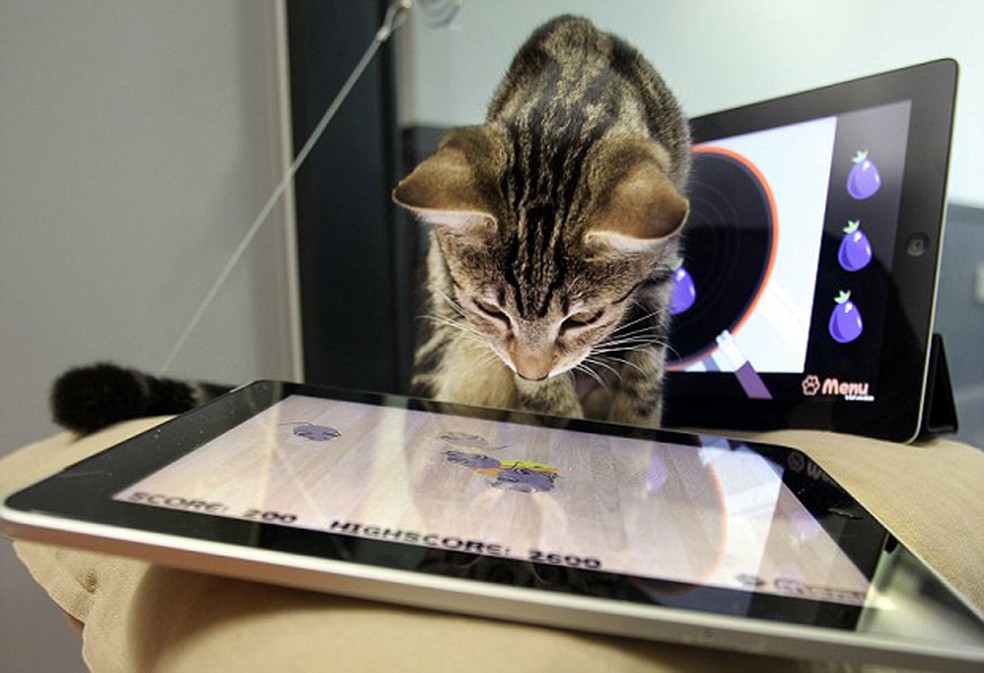 Os 5 melhores jogos de tablet para gatos, Gatinho Branco