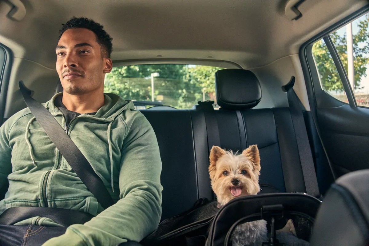 Uber pet: veja como pedir, funcionamento e cuidados com o seu animal