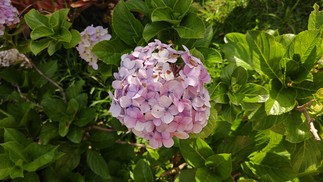  Ana Letícia Loubak/TechTudo