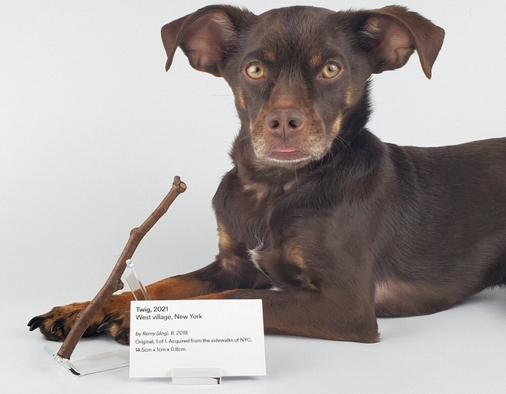 Graveto para cachorro em NFT é anunciado por US$ 1.200  — Foto: Reprodução/OpenSea