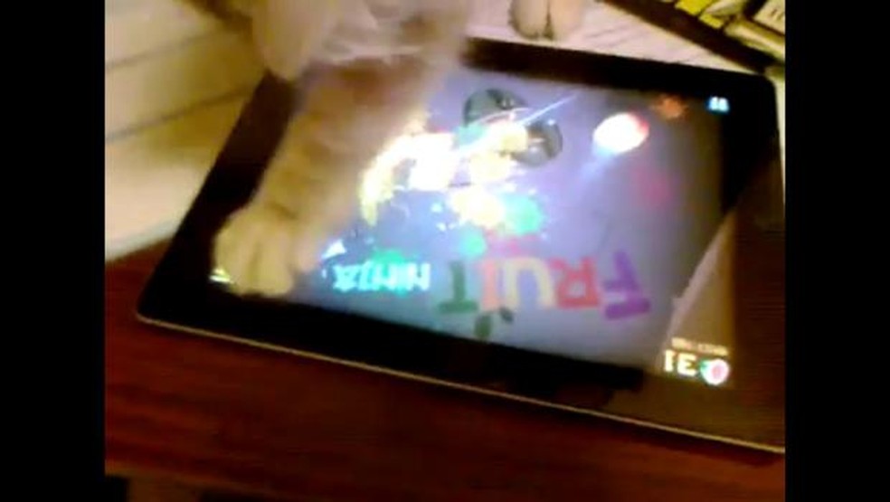 Gato brinca com Fruit Ninja no iPad
