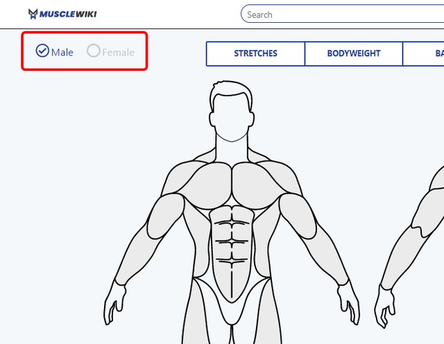 MuscleWiki: como usar site para encontrar exercícios para iniciantes