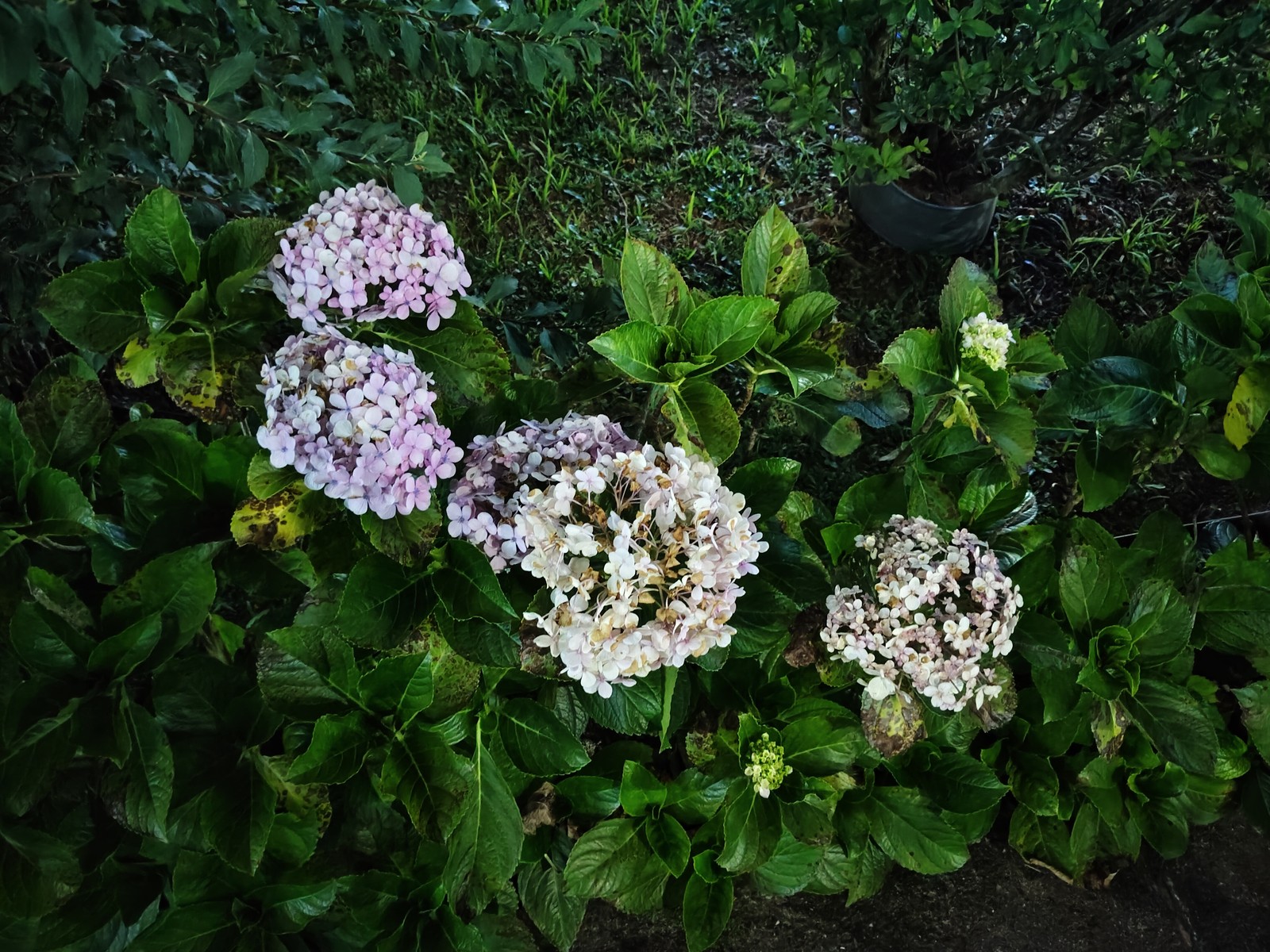  Ana Letícia Loubak/TechTudo