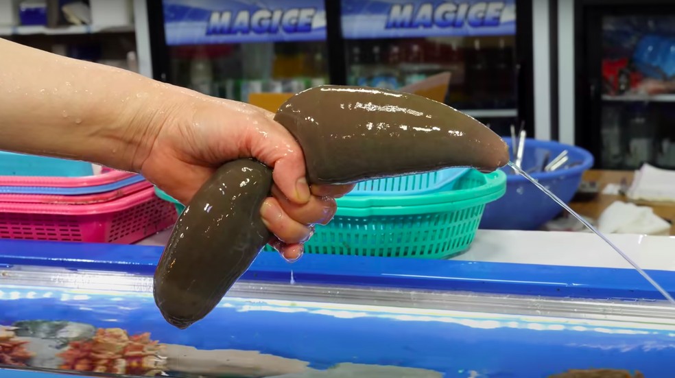 Peixe pênis, verme que virou meme na última semana, é uma iguaria culinária — Foto: Reprodução/YouTube (ETTV)
