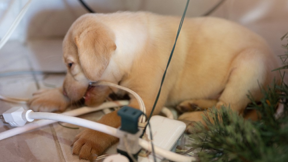  Reprodução/Getty Imagens