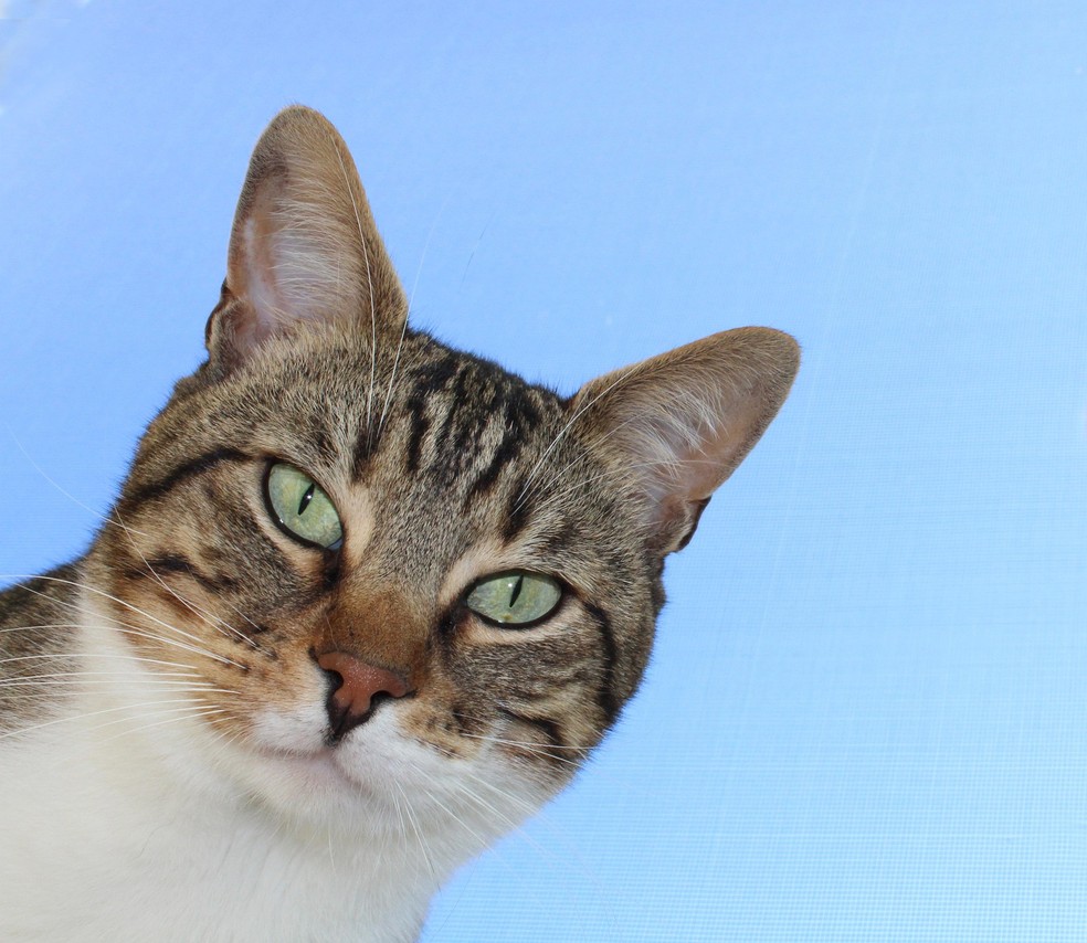 J&aacute; imaginou poder falar com o seu gato? IA da Baidu promete decifrar o seu pet &mdash; Foto: Maria Kalcheva/Pixabay