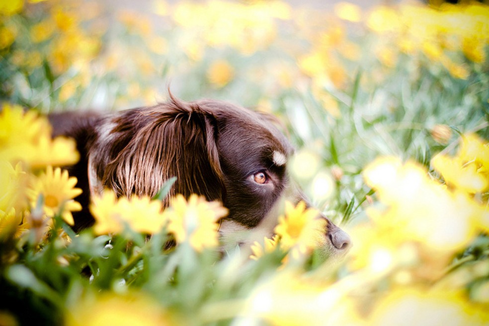 Cadela posa no meio de flores (Foto: Jessica Trinh) — Foto: TechTudo