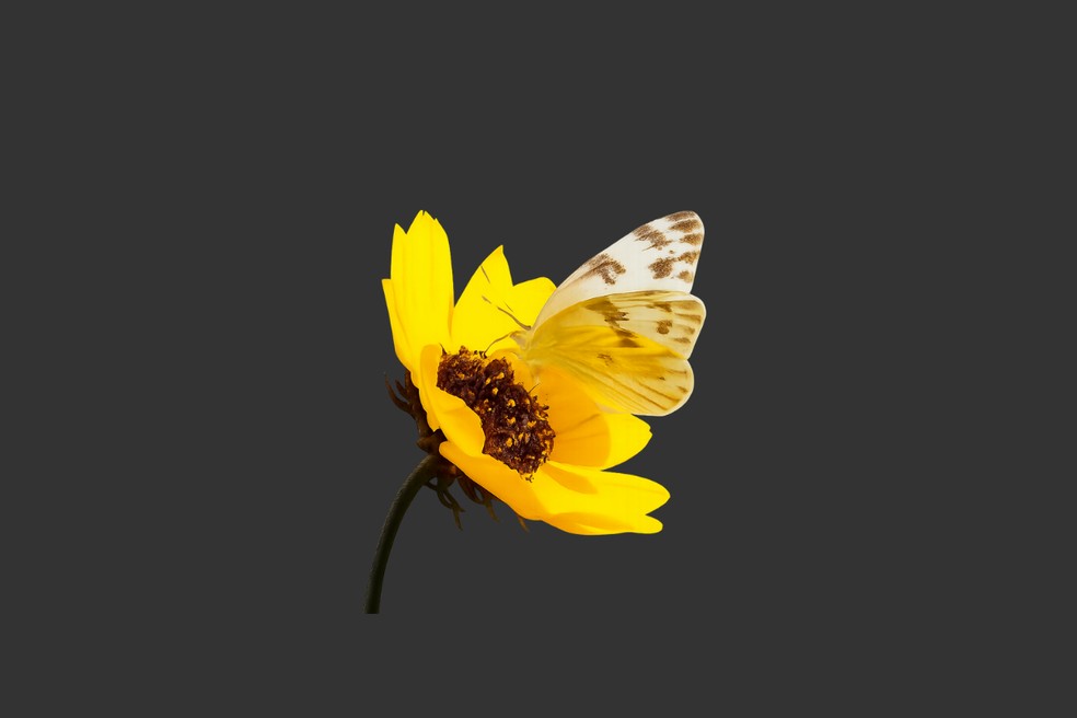  Reprodução/Gabriel Pereira