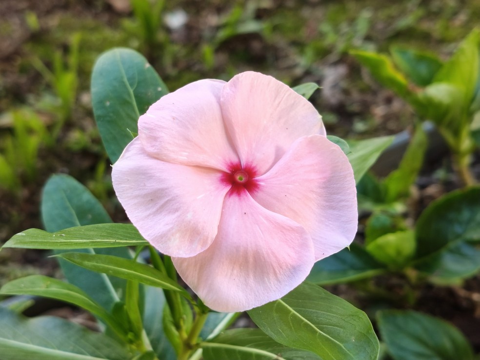  Ana Letícia Loubak/TechTudo