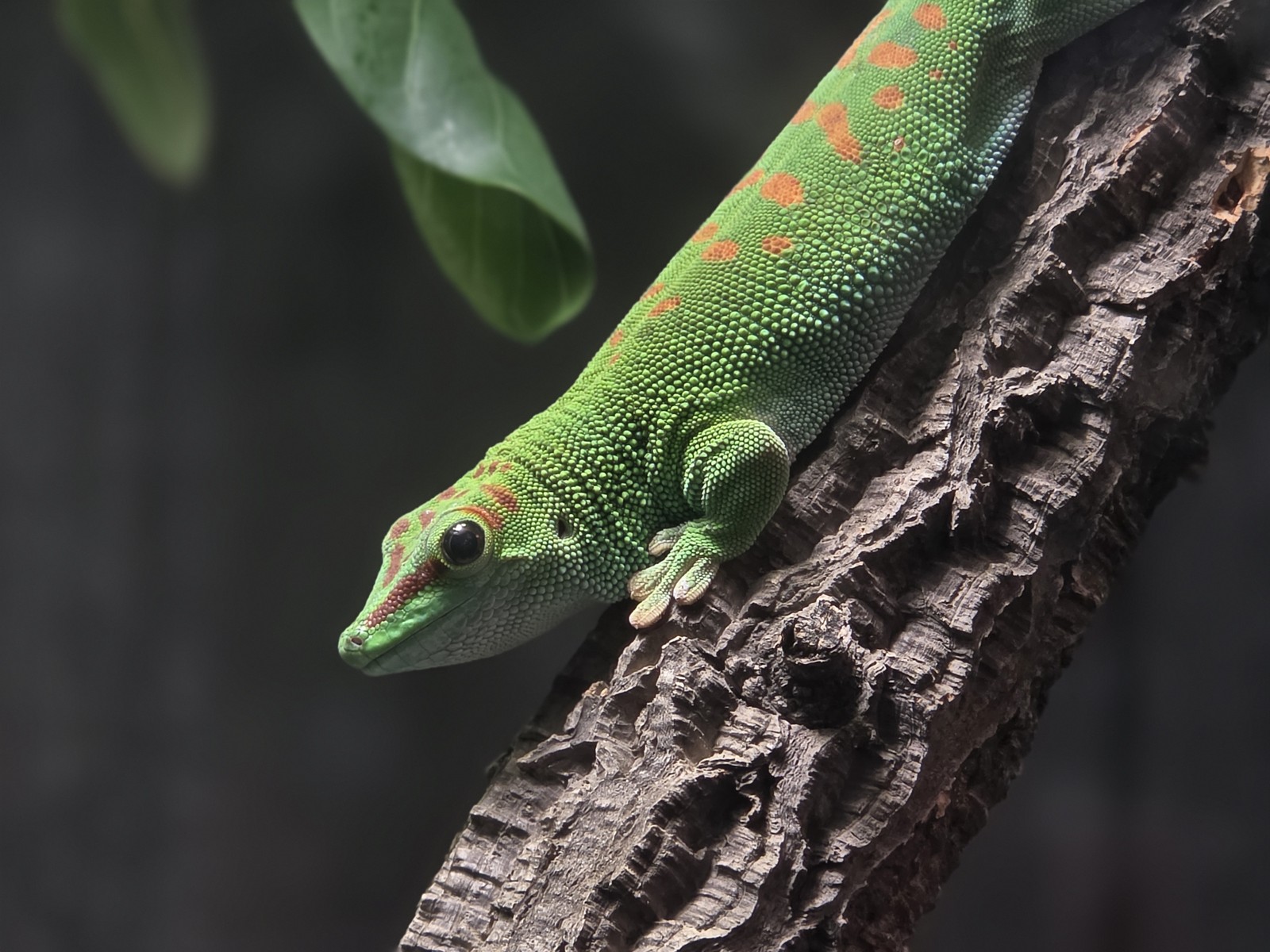  Ana Letícia Loubak/TechTudo