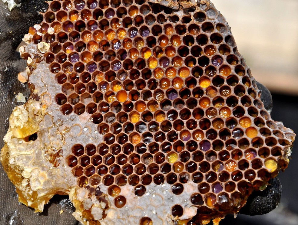 Imagens como a de um favo de mel são suficientes para incomodar pessoas com tripofobia — Foto: Divulgação/Pixabay-Pajala