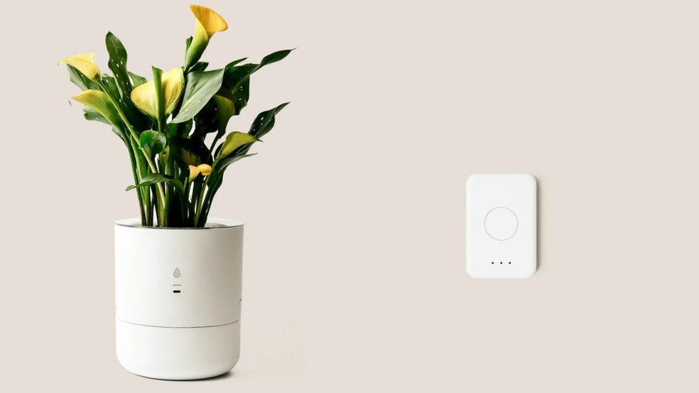  Reprodução/LeafyPod.One