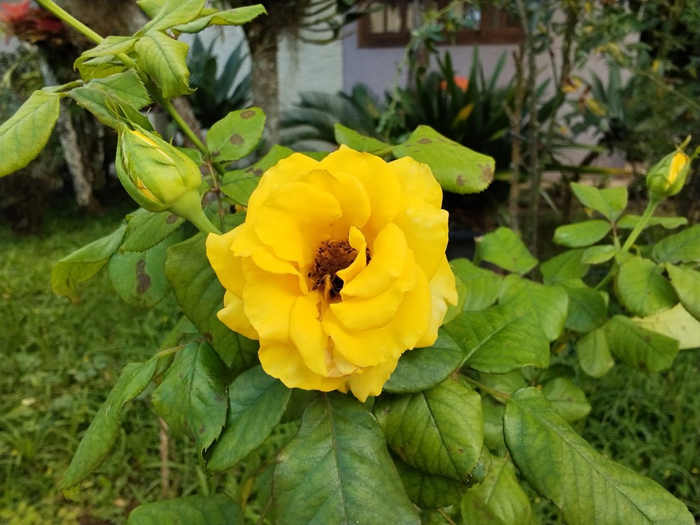  Ana Letícia Loubak/TechTudo