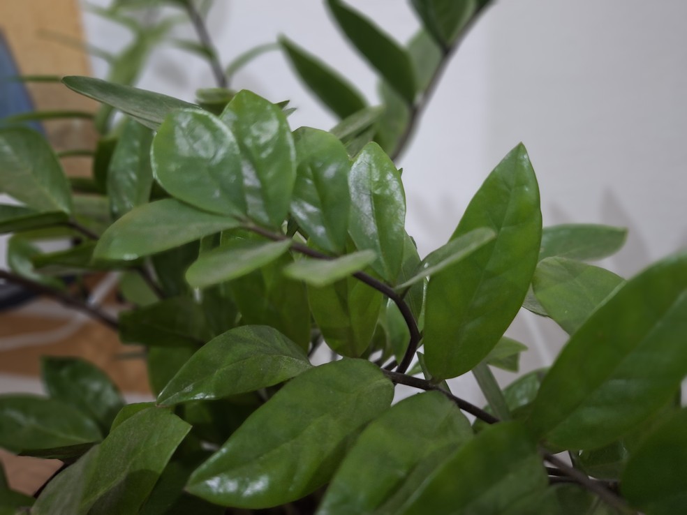  William Guido/TechTudo