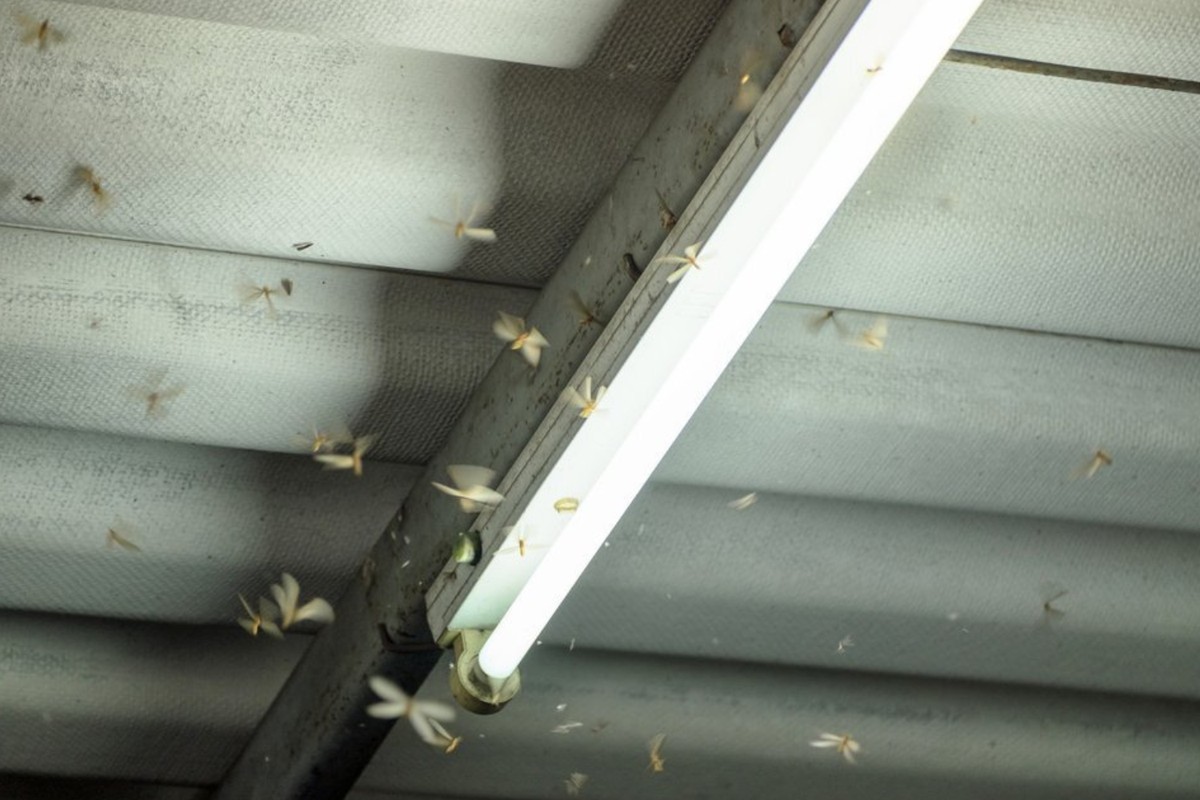 Bichinhos de luz: por que se aproximam de lâmpadas e como espantar de casa