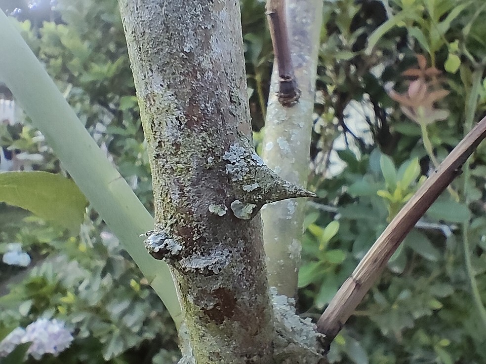  Ana Letícia Loubak/TechTudo