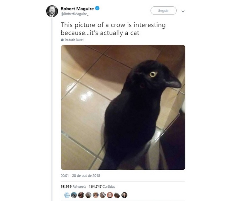 Gato ou corvo? Foto se espalha na Internet e confunde até o Google