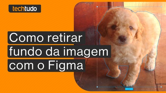 Sete bancos de imagem gratuitos que você precisa conhecer