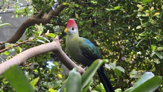  Ana Letícia Loubak/TechTudo