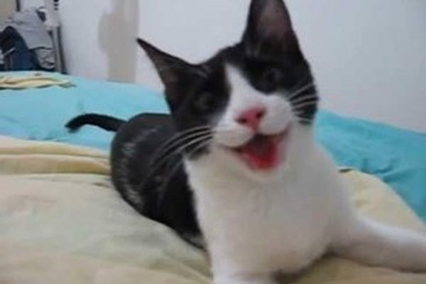 Gato bomba no  por adivinhar onde está a bolinha escondida