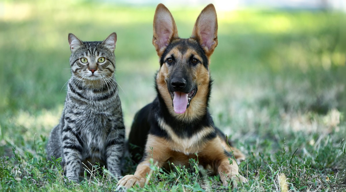 Chinesa Baidu quer criar IA que traduz sons de animais; saiba como