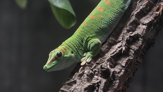  Ana Letícia Loubak/TechTudo