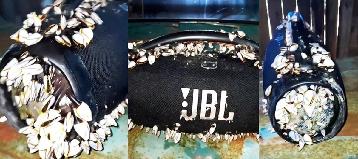 JBL sobrevive (cheia de mariscos) depois de dois meses no mar; assista