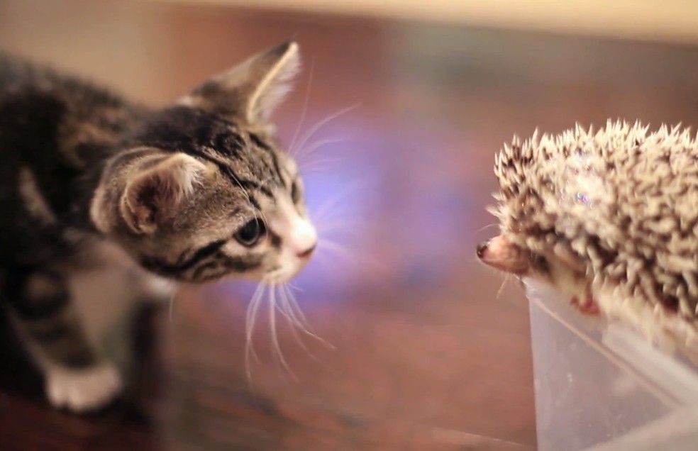 Vídeo no  mostra início de amizade entre filhotes de gato e ouriço