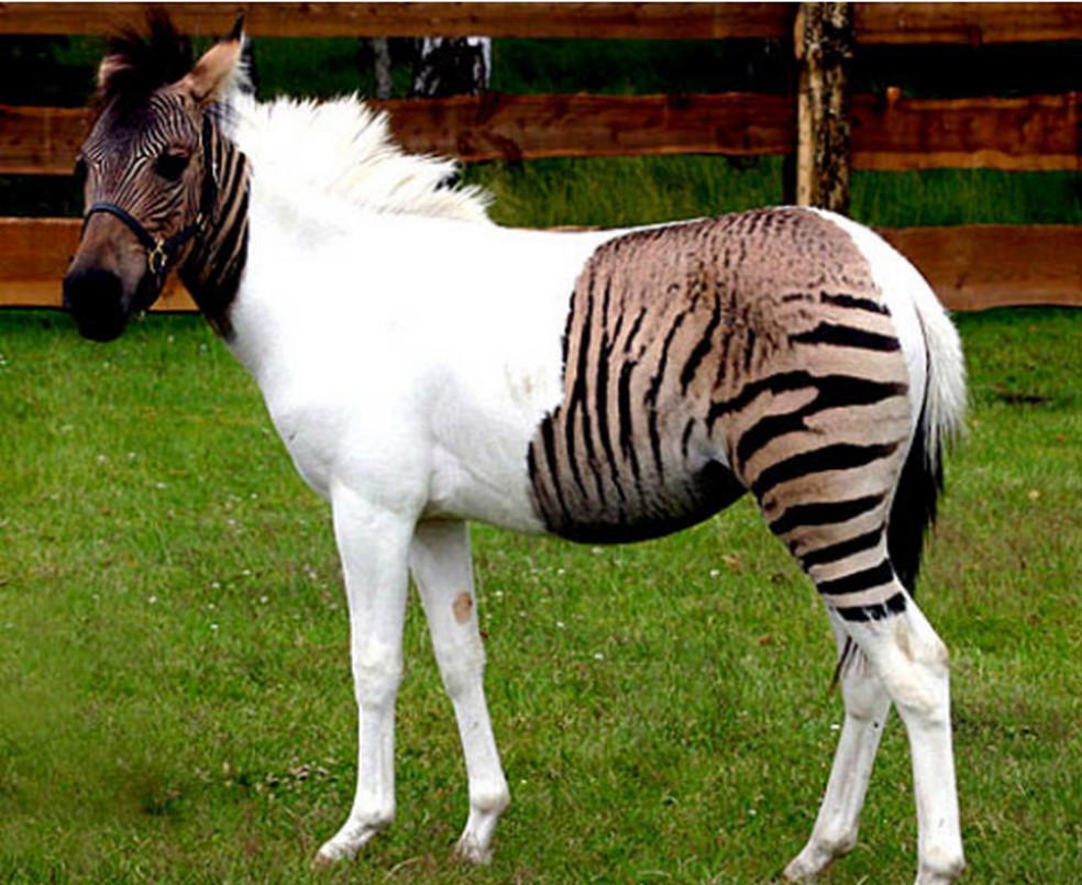 Híbrido de cavalo e zebra é resultado do cruzamento entre as duas espécies. (Foto: Spiegel) — Foto: TechTudo
