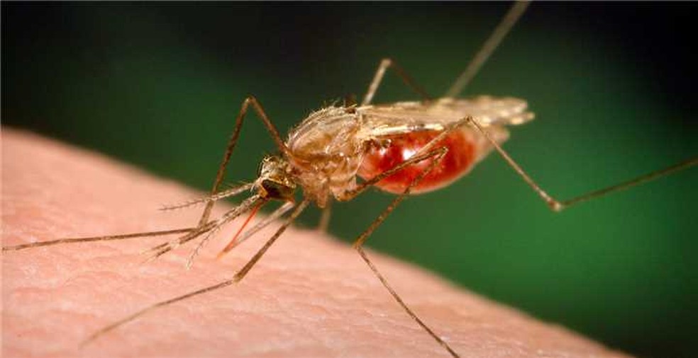 Mosquito da espécie Anopheles, conhecido como carapanã ou mosquito prego: um dos principais transmissores da malária — Foto: Reprodução/Prefeitura de Sete Lagoas