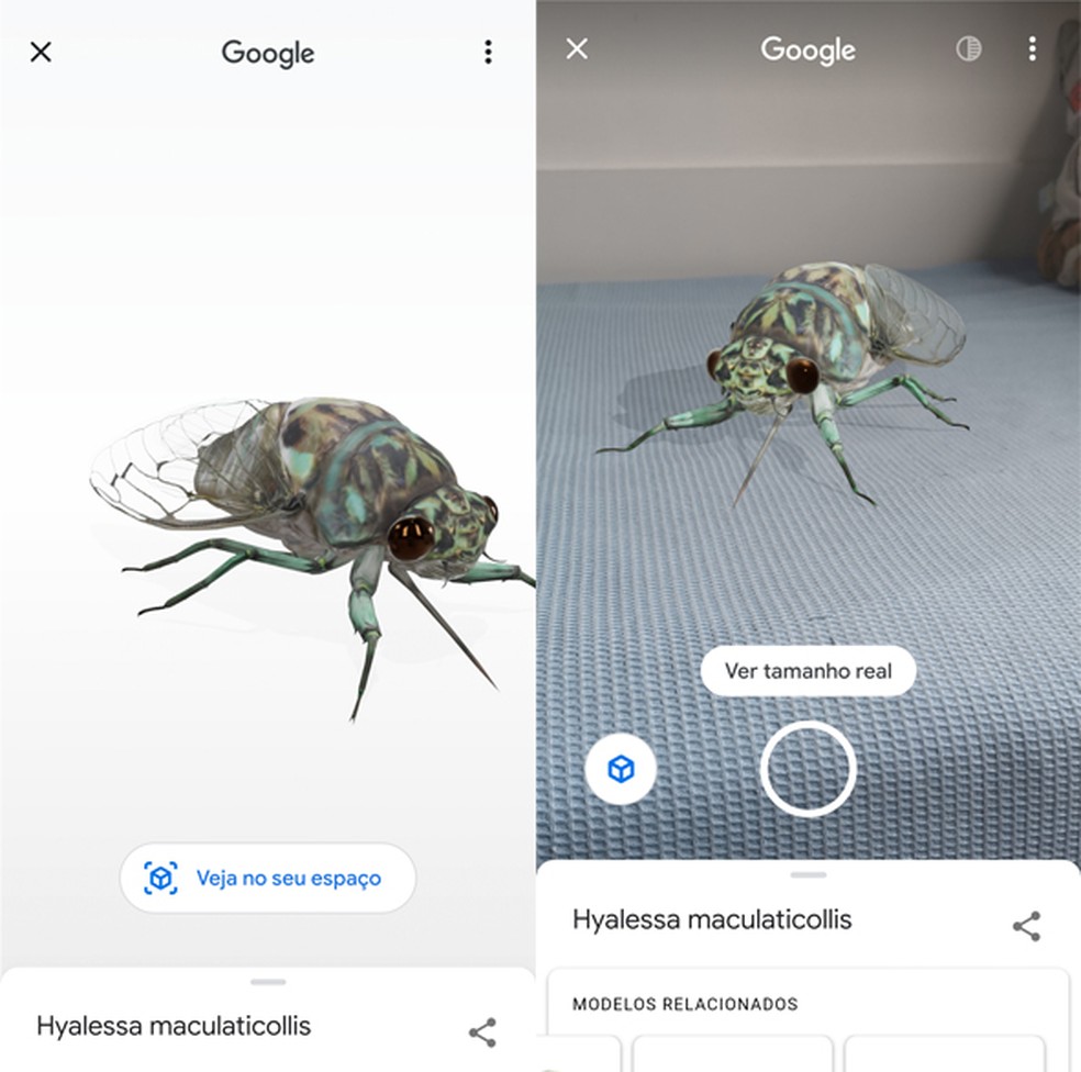 Ferramenta do Google leva animais para dentro de casa