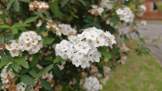  Ana Letícia Loubak/TechTudo