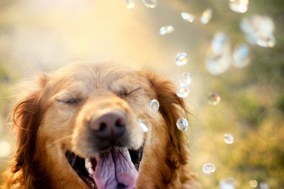Cão e bolhas de sabão (Foto: Jessica Trinh) — Foto: TechTudo